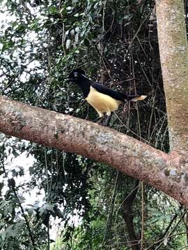 Image of Plush-crested Jay