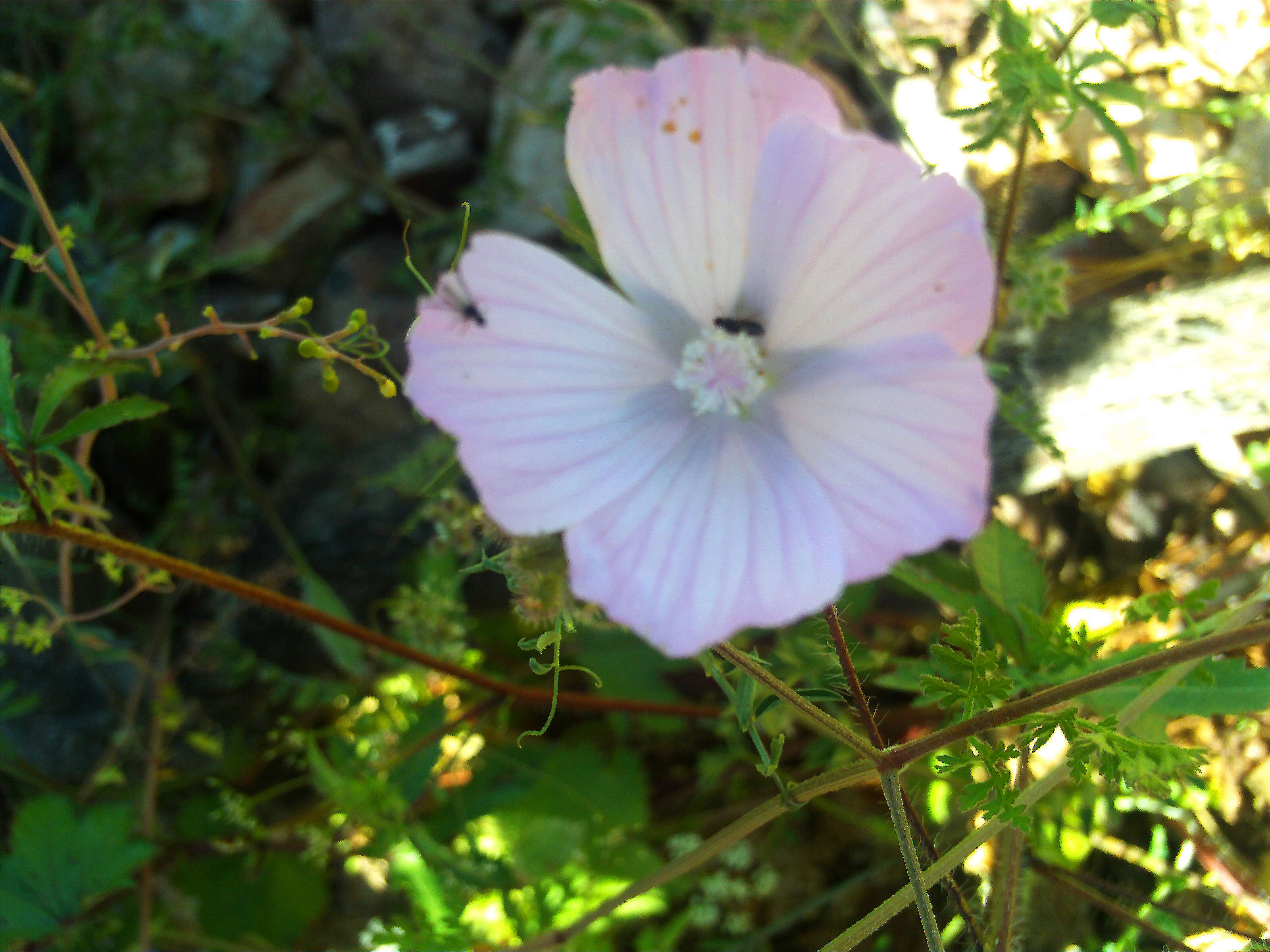 Image of Malva tournefortiana L.