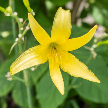 Image of citron daylily