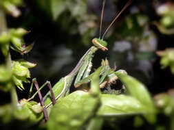 Image of African mantis