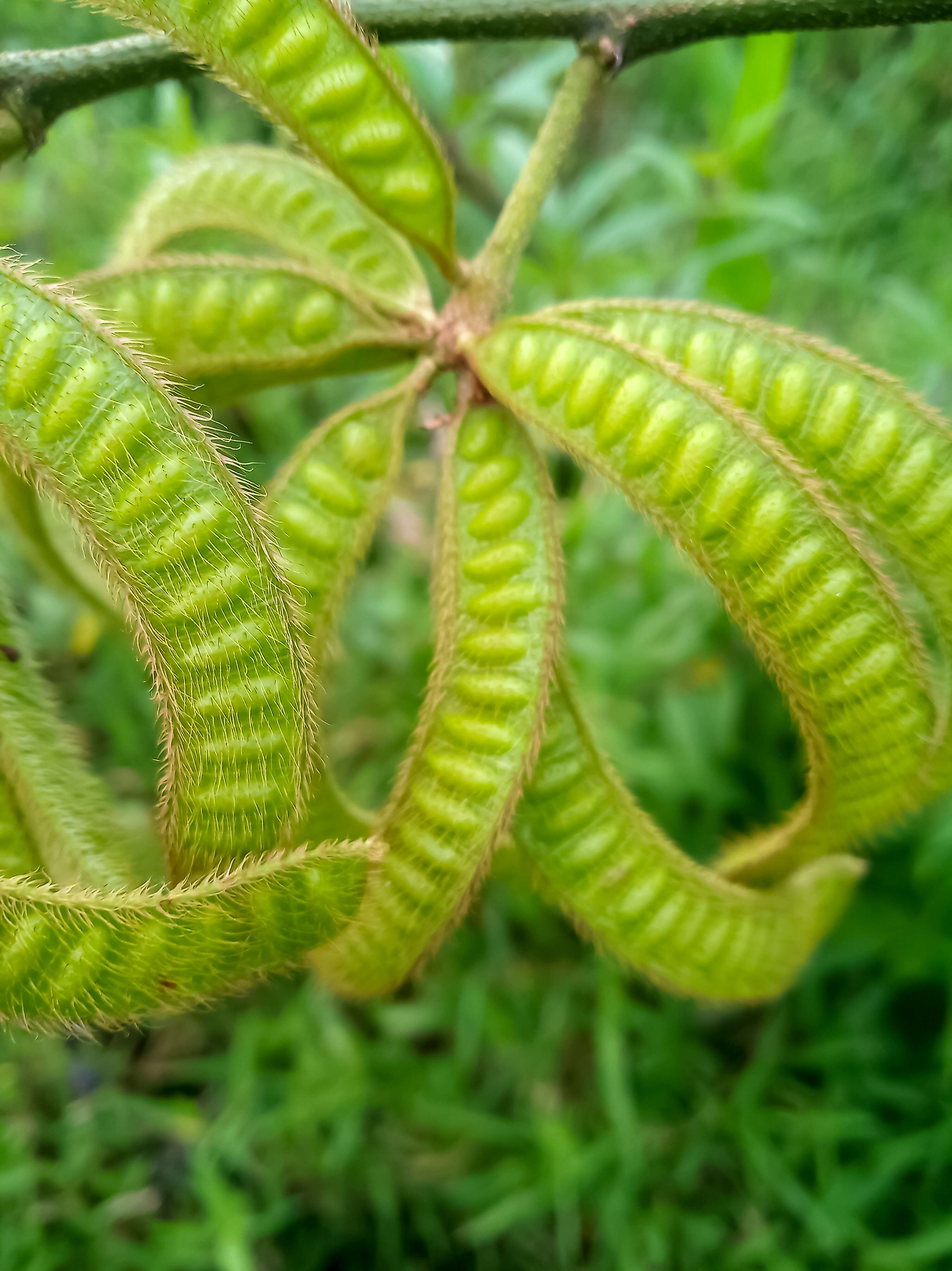 Plancia ëd Mimosa pigra L.