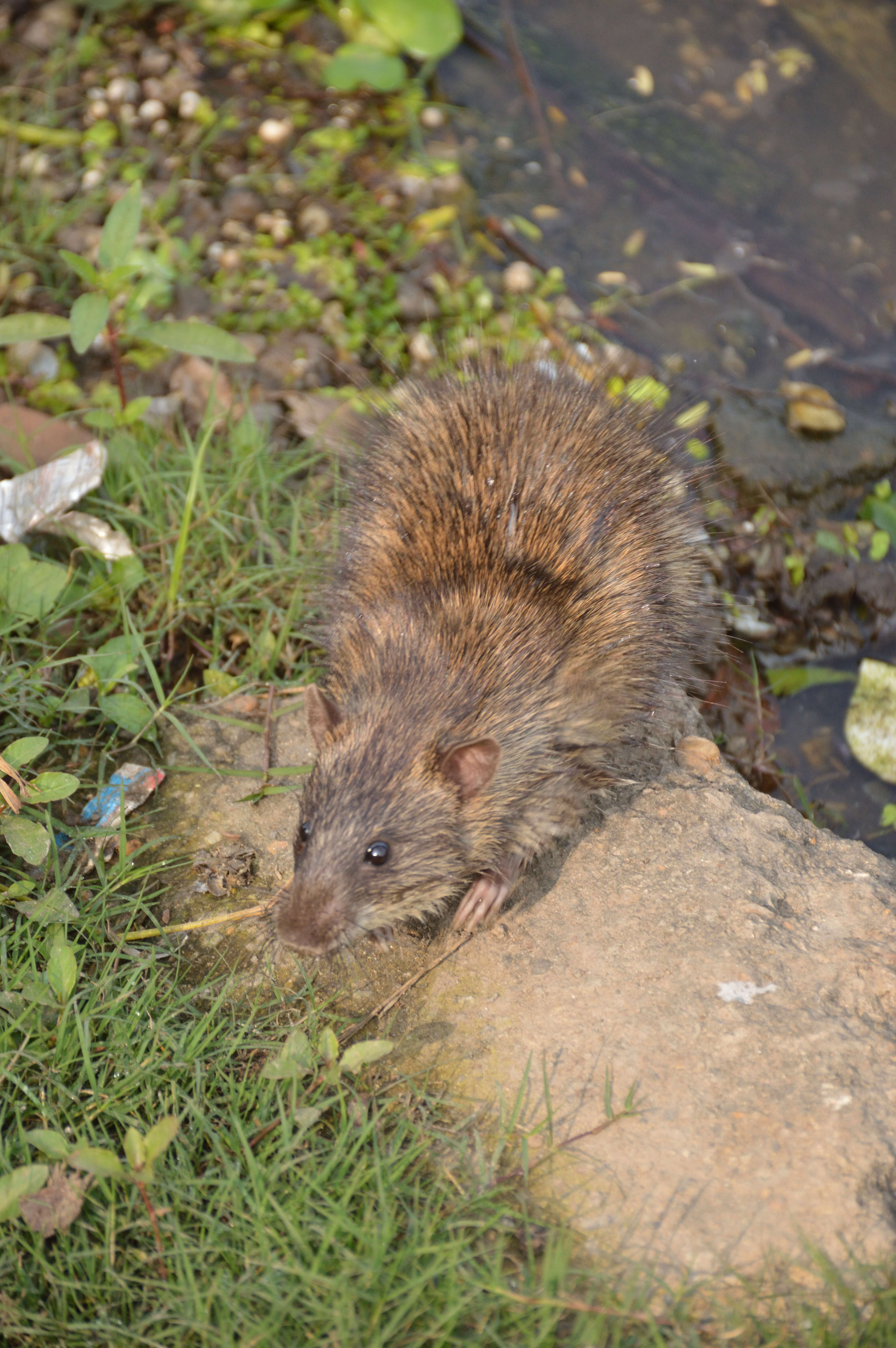 Image of Brown Rat