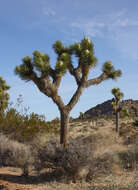 Image of Joshua tree