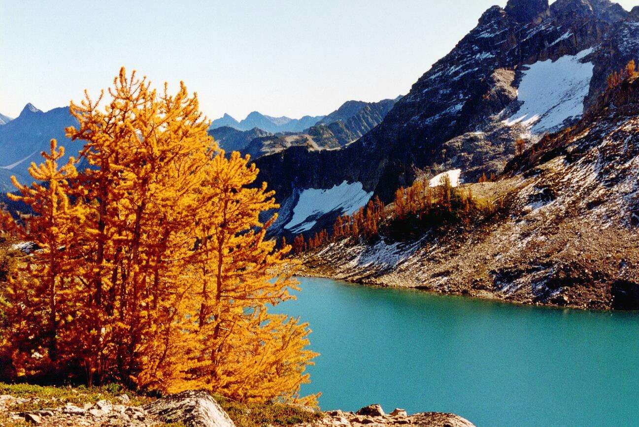 Image of Alpine Larch