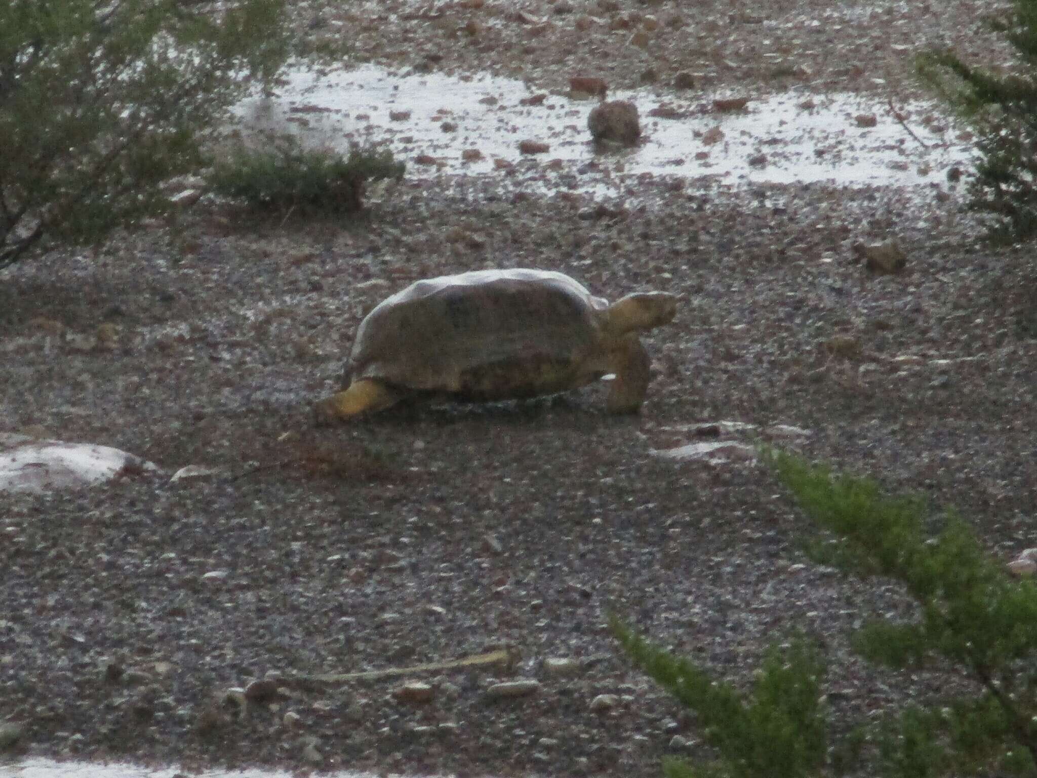 Слика од Gopherus flavomarginatus Legler 1959