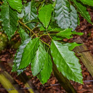 Imagem de Quercus xalapensis Bonpl.