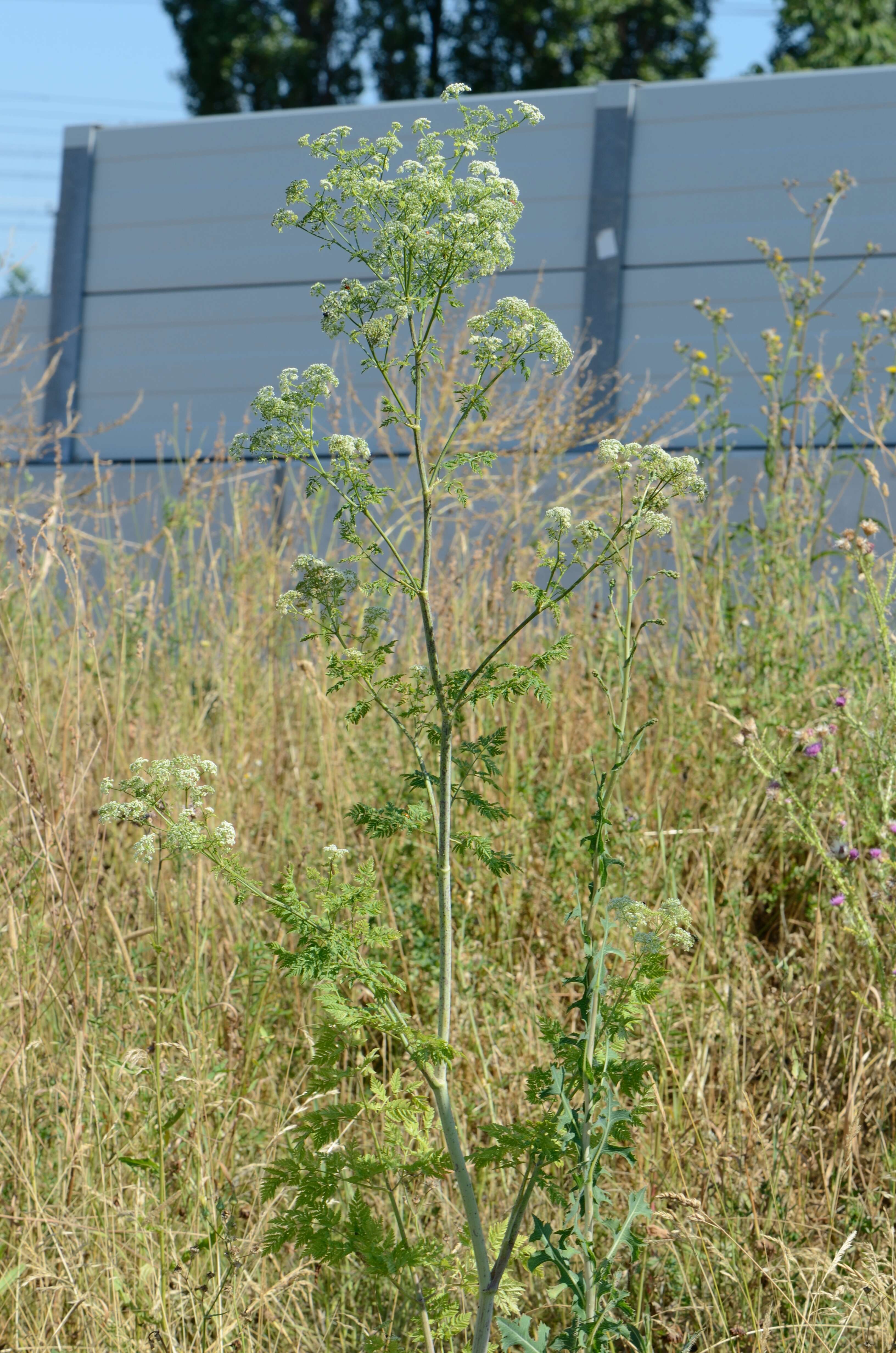 Image of poison hemlock