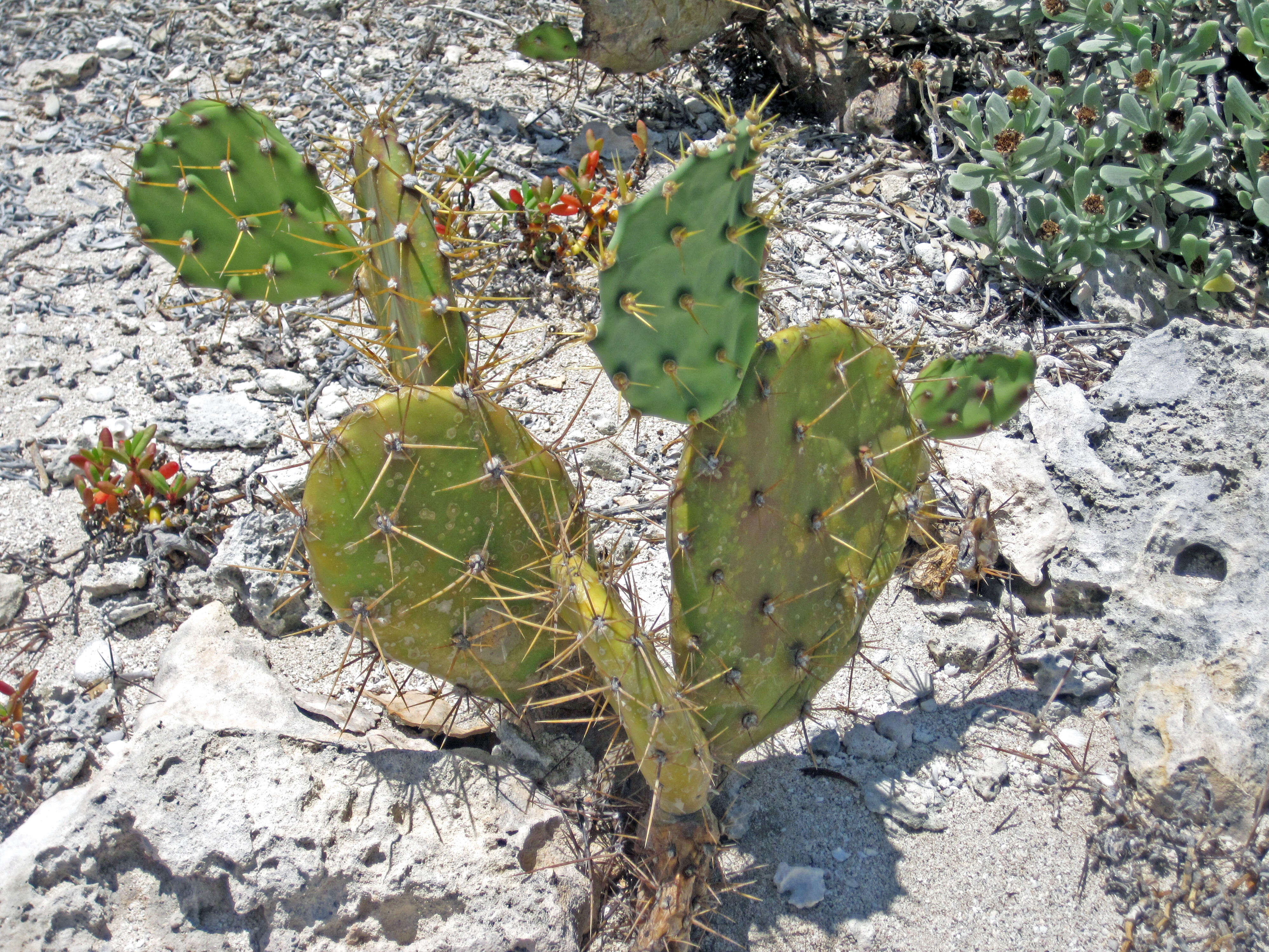 Image of Opuntia dillenii