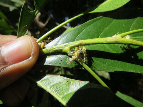 Image of Leaf-litter Plant