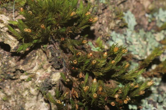 Image of orthotrichum moss