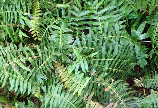 Image of hammock fern