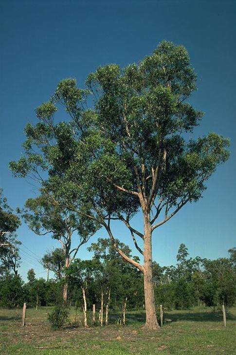 Слика од Eucalyptus camfieldii Maiden