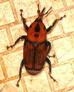 Imagem de Rhynchophorus ferrugineus (Olivier & A. G. 1791)