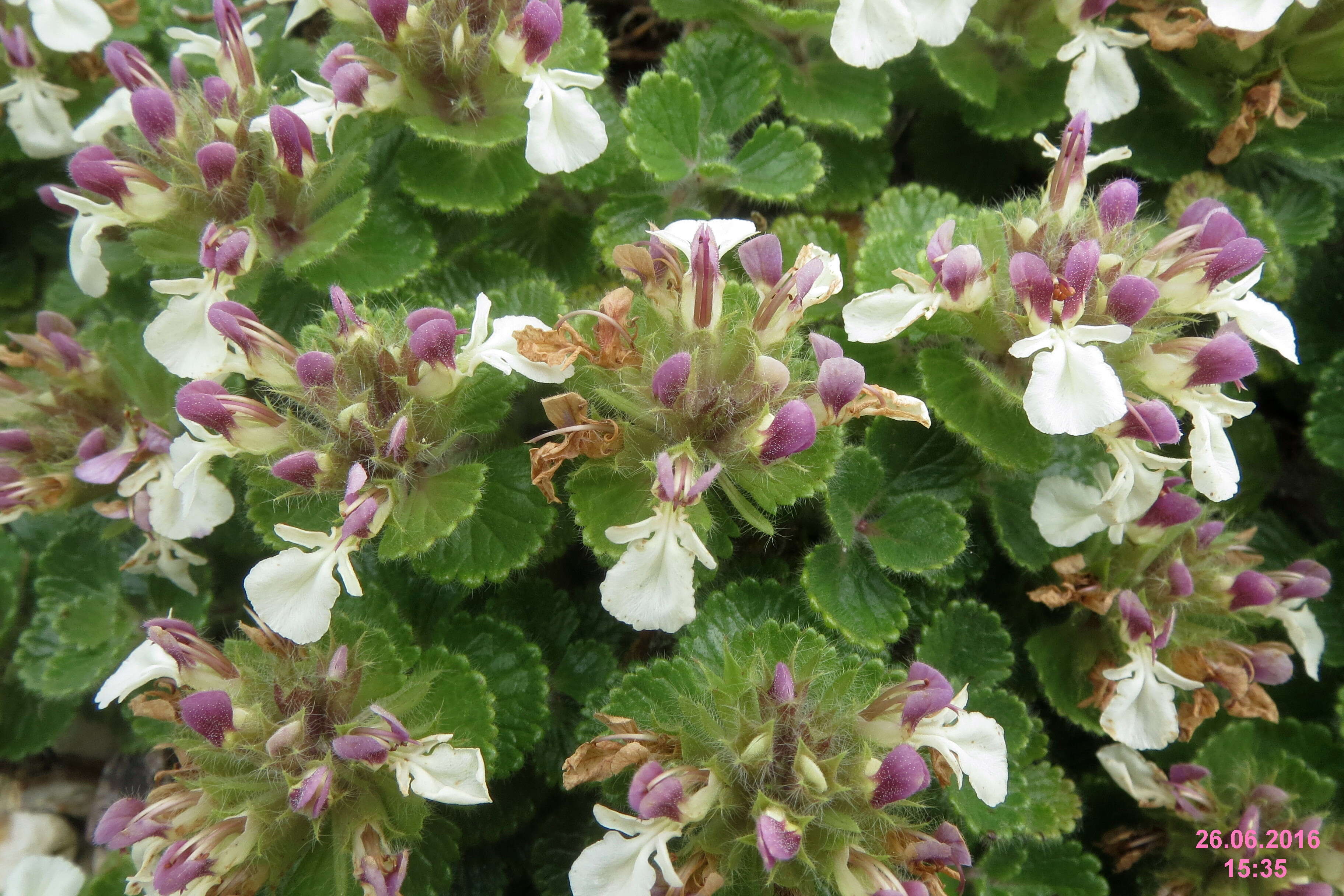 Слика од Teucrium pyrenaicum L.