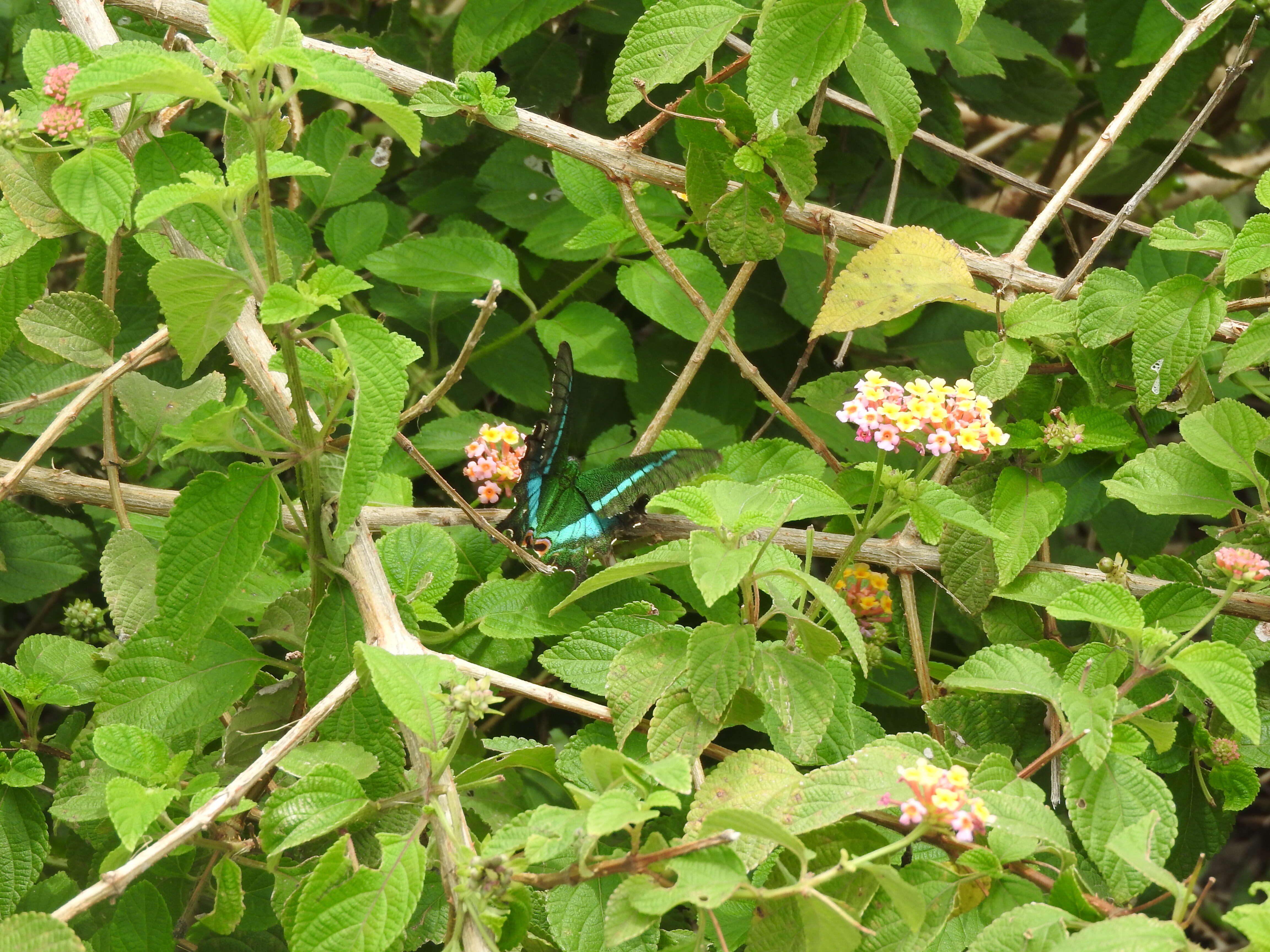 Image of Common Banded Peacock