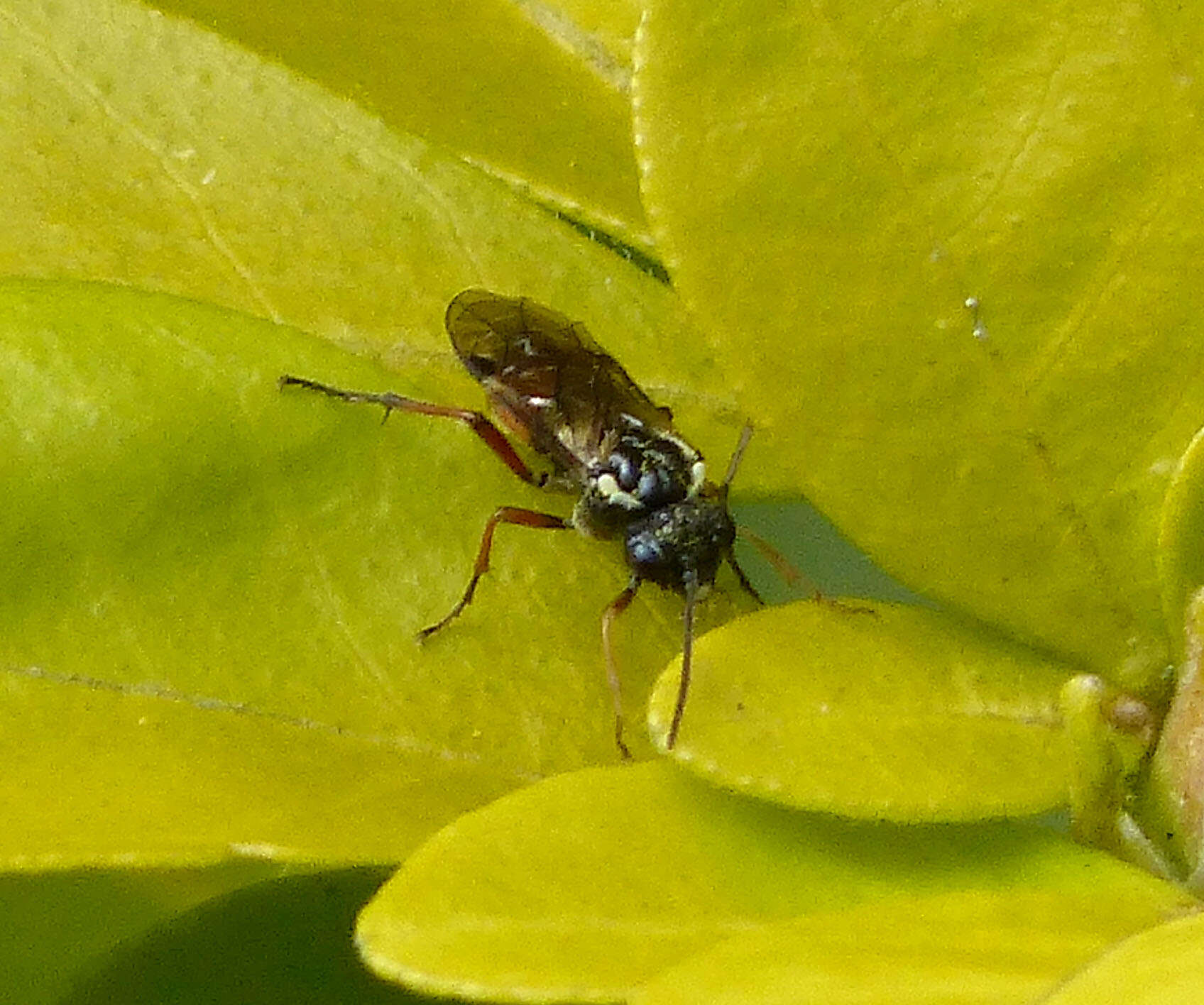 Image of <i>Aglaostigma aucupariae</i>