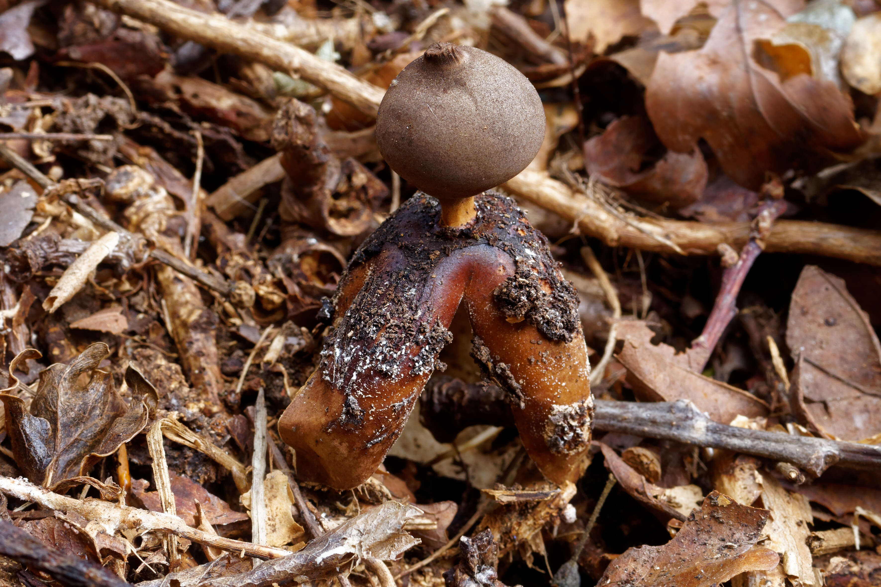 Imagem de Geastrum fornicatum (Huds.) Hook. 1821