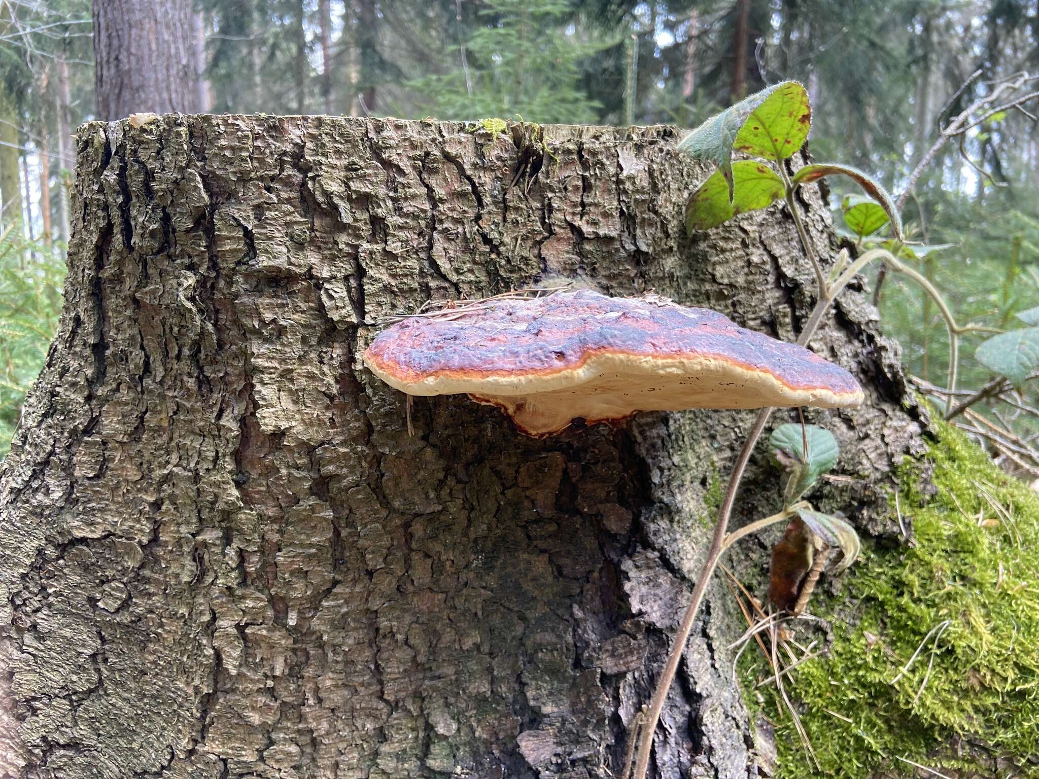 Image of Red-banded bracket