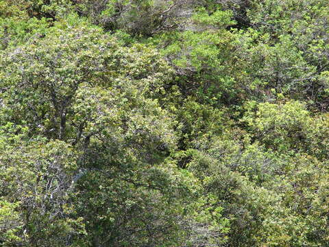 Image of coastal sandalwood