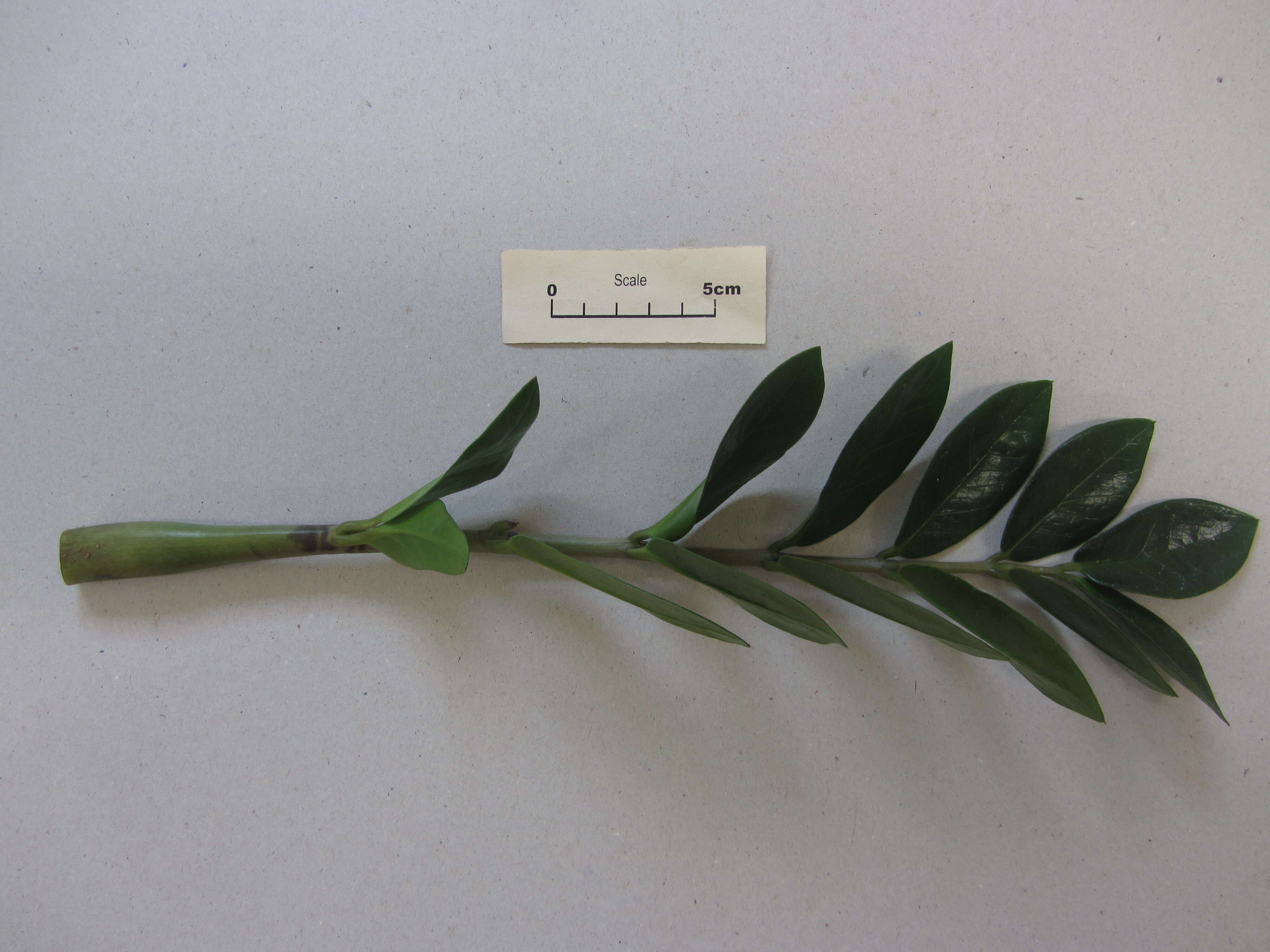 Image de Zamioculcas zamiifolia (G. Lodd.) Engl.