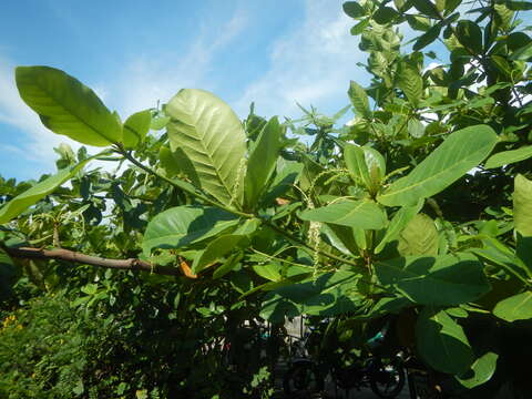 Image of tropical-almond