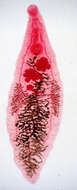 Image of Dicrocoelium dendriticum