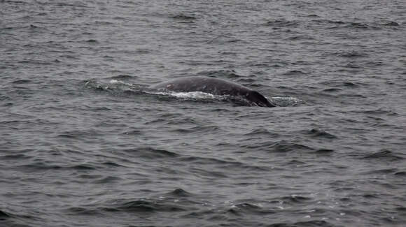 Image of gray whales