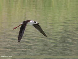 Image of Black-winged Stilt