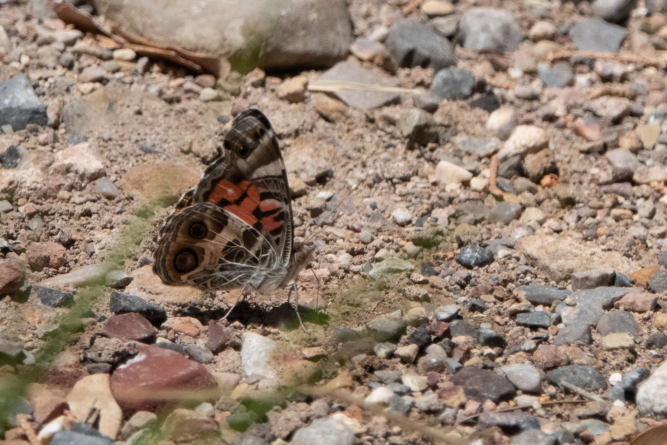 Image of Vanessa virginiensis