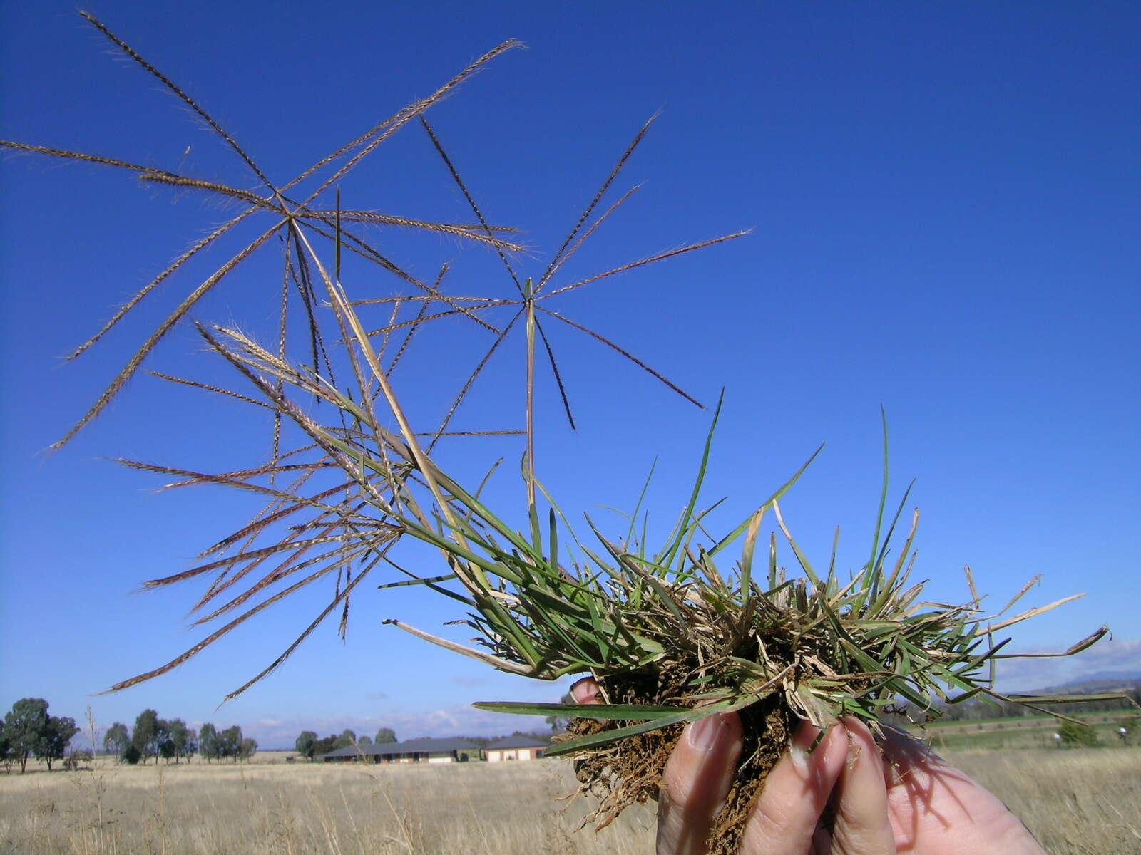 Image of Australian fingergrass