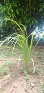 Image of lemon grass