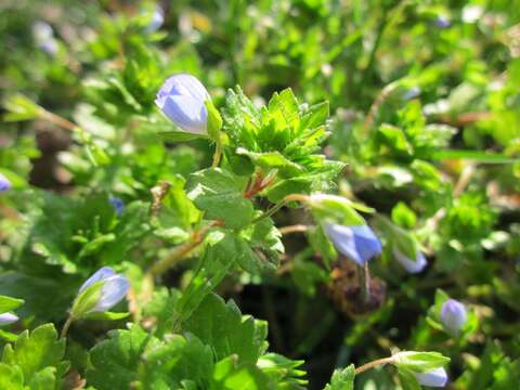 Image of birdeye speedwell