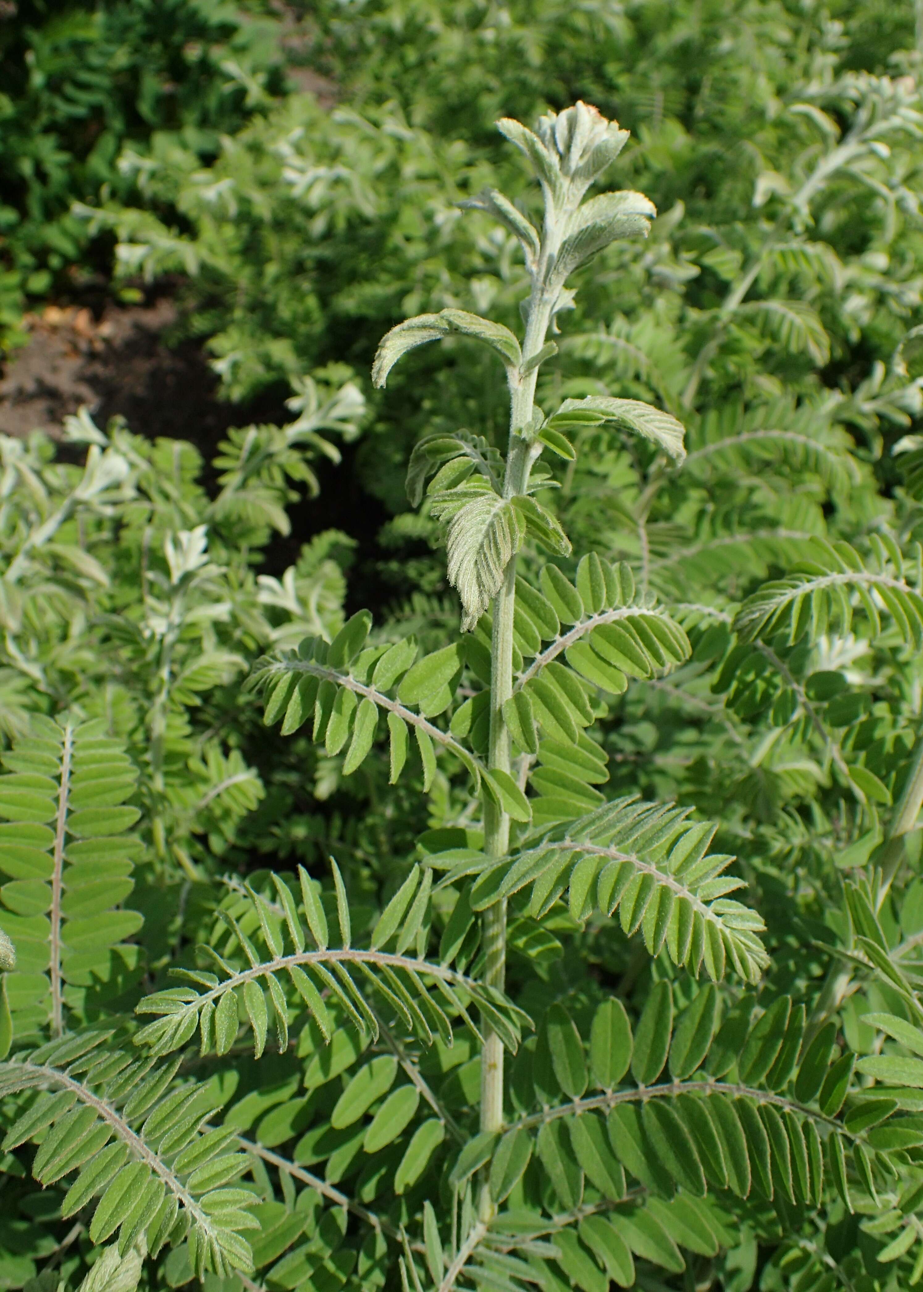 Image of leadplant