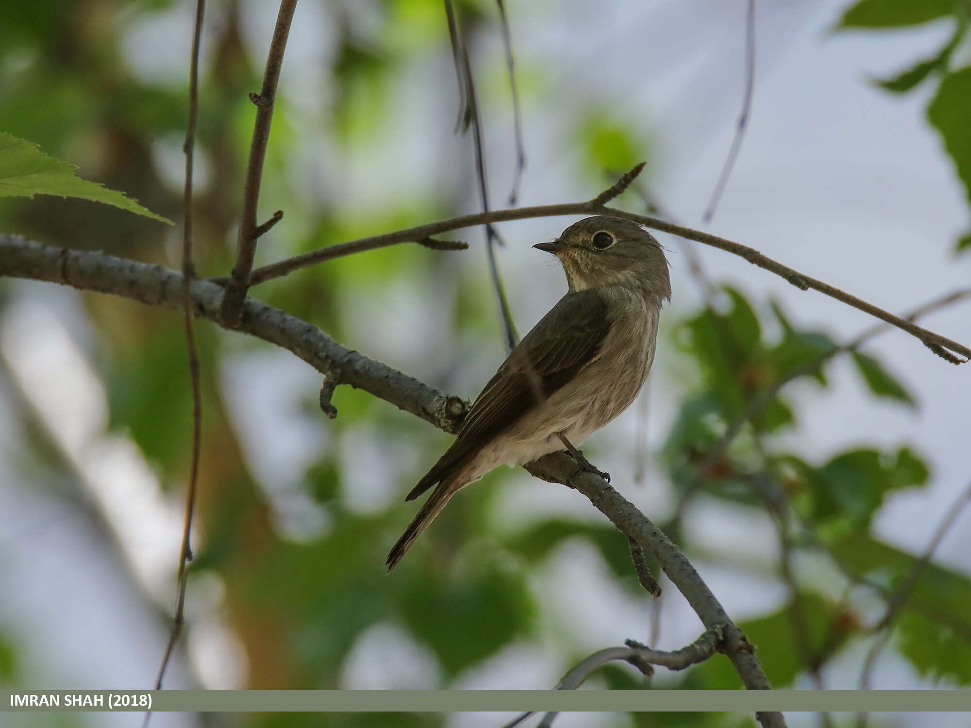 Image of Dark-sided Flycatcher