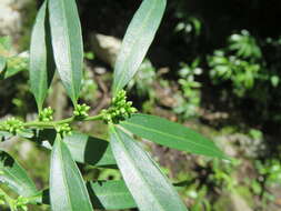 Image de Sarcococca saligna (D. Don) Müll. Arg.