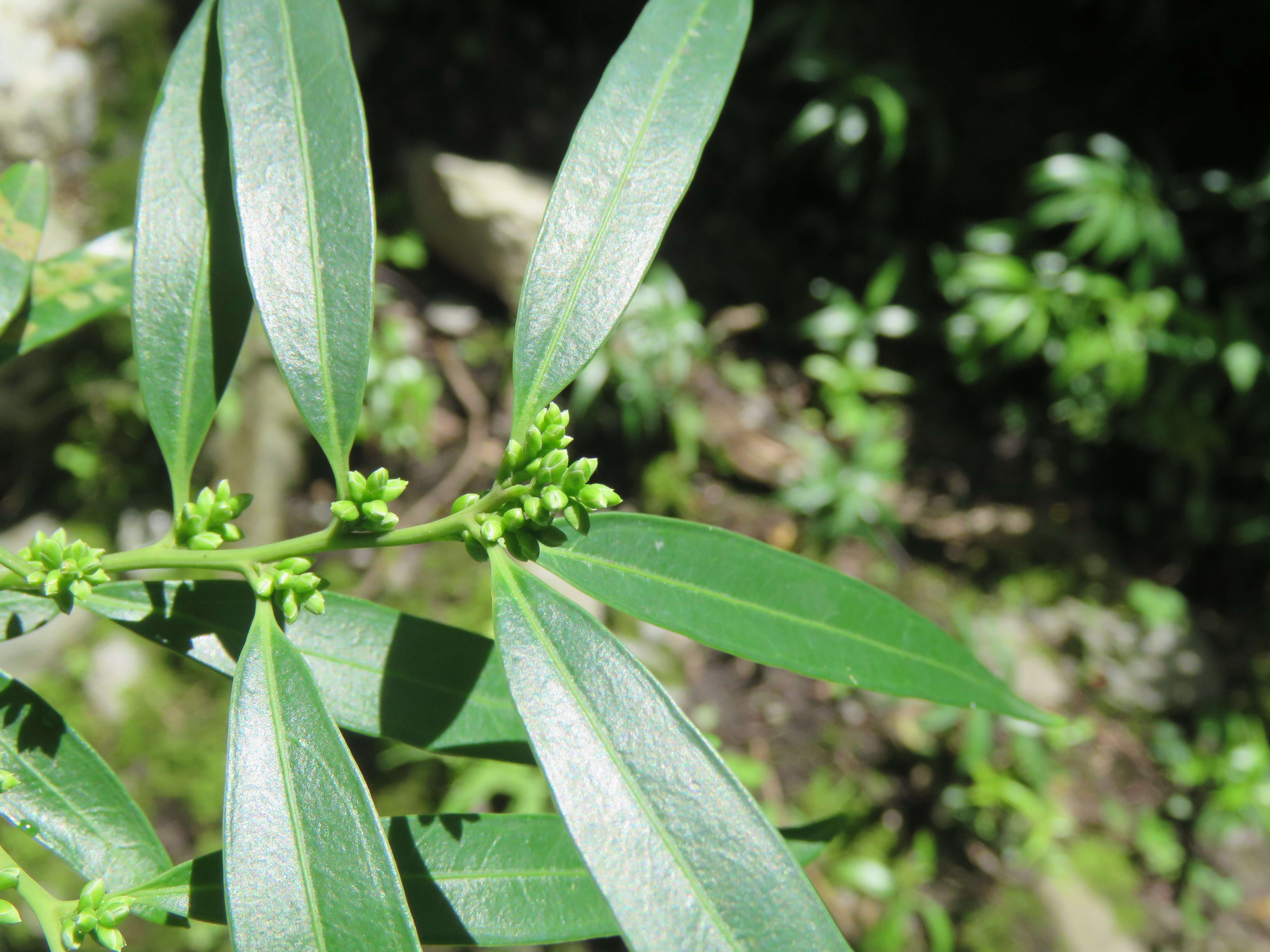 Image de Sarcococca saligna (D. Don) Müll. Arg.