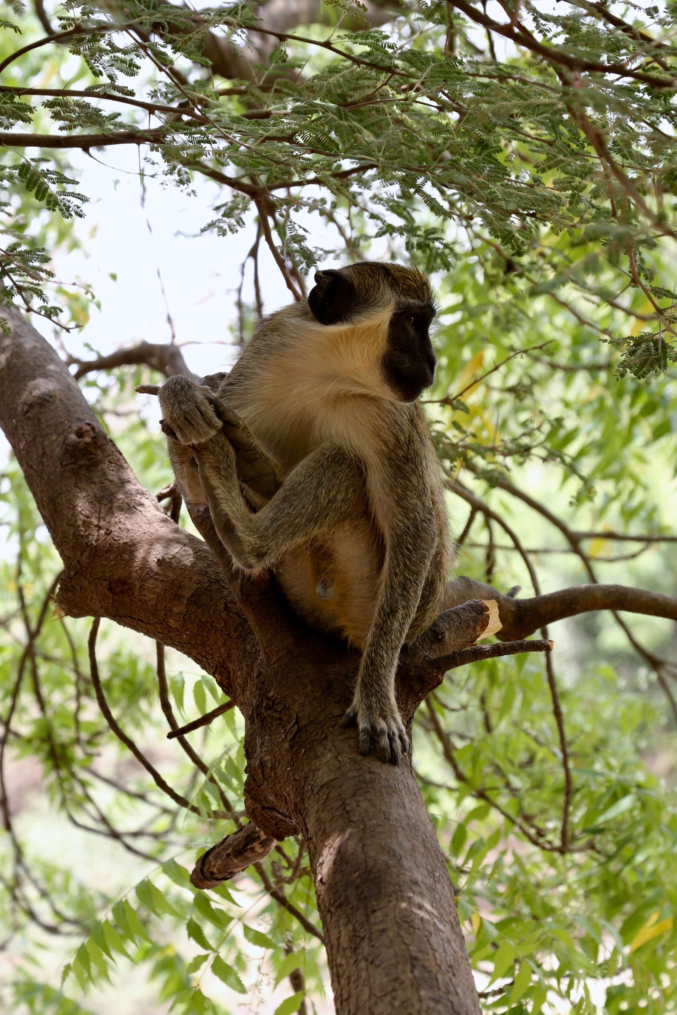 Image of Green Monkey