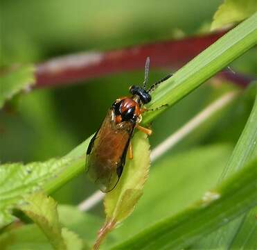 Image of <i>Athalia rosae</i>