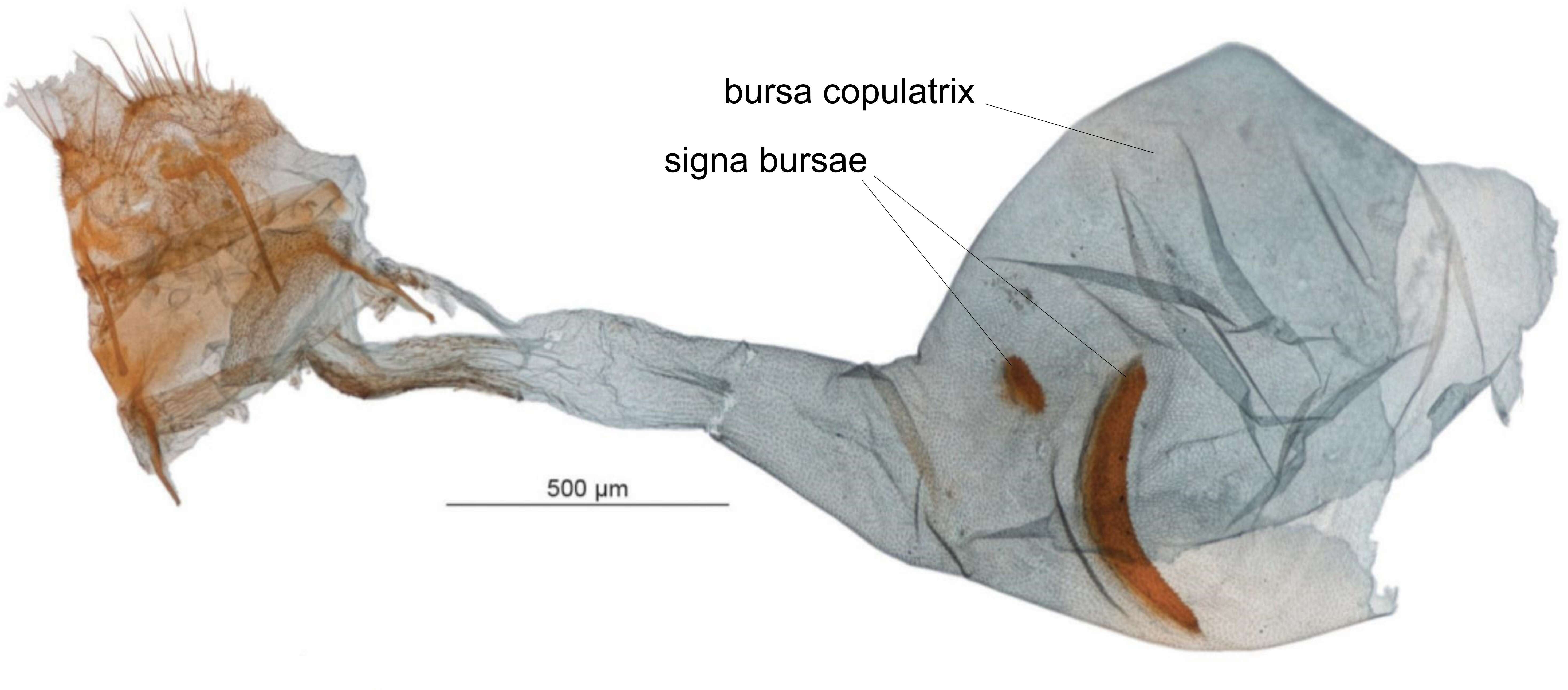 Image de Diptychophora galvani