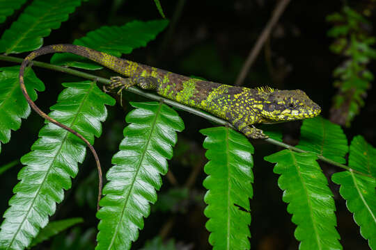 صورة Pseudocalotes kakhienensis (Anderson 1879)