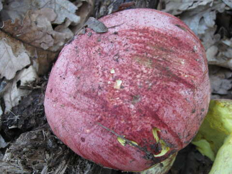 Image of Royal Bolete