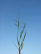 Image of Indian lovegrass