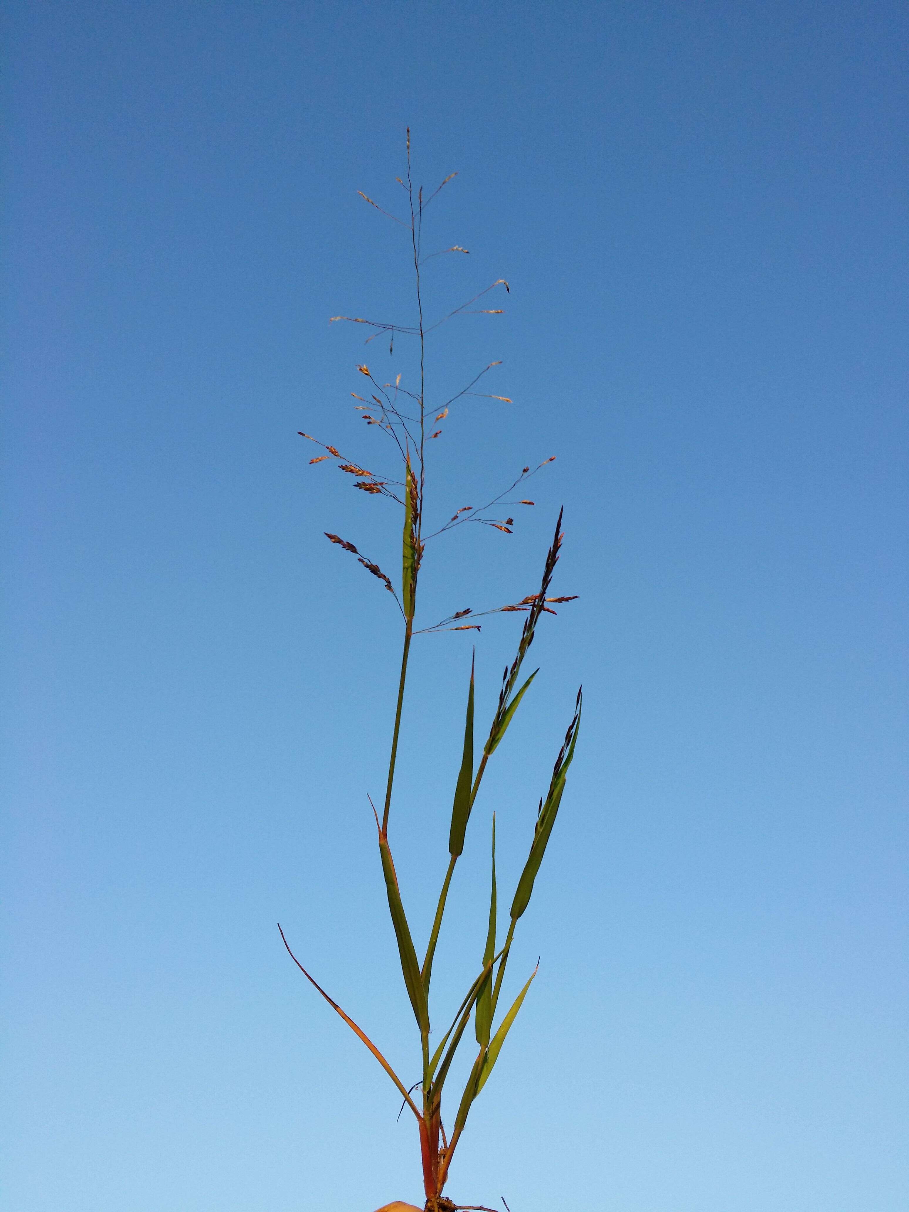 Image of Indian lovegrass