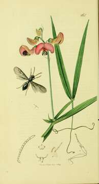 Image of Myrmecina graminicola (Latreille 1802)