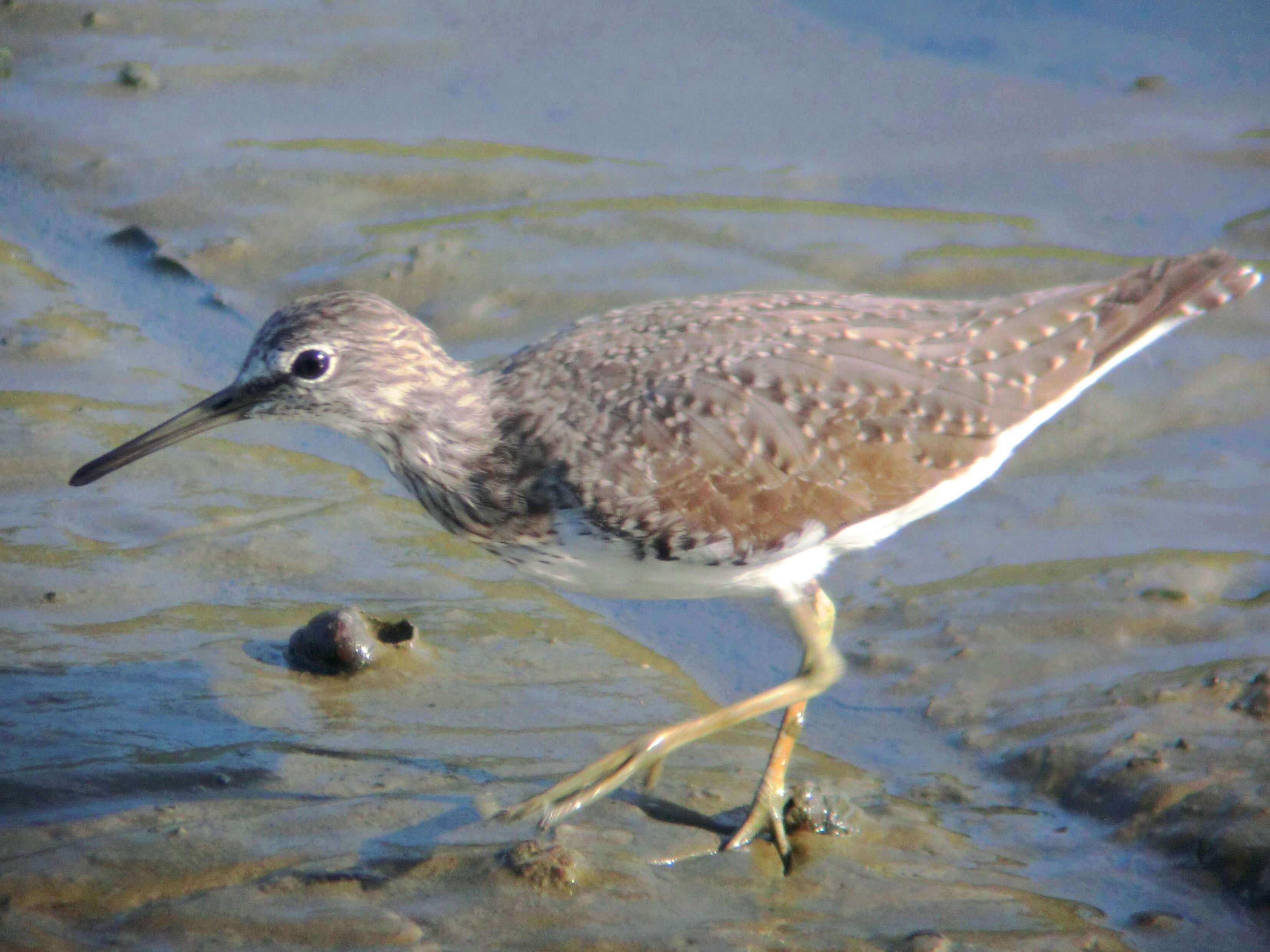 Image of Green Sandpiper