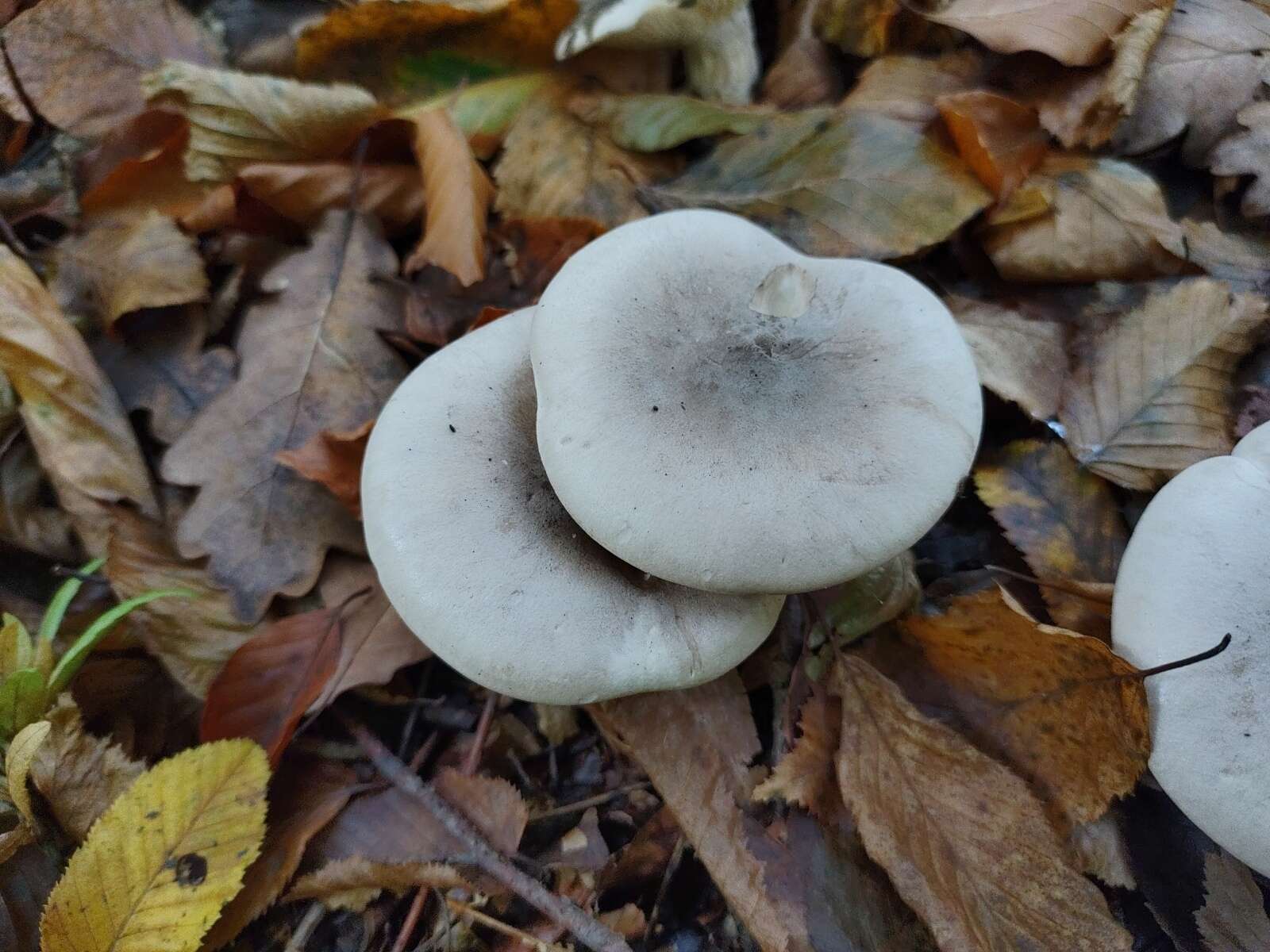 Image of Clitocybe nebularis (Batsch) P. Kumm. 1871