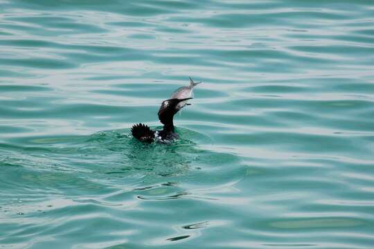 Image of Socotra Cormorant