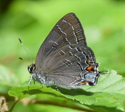 Image of Banded Hairstreak