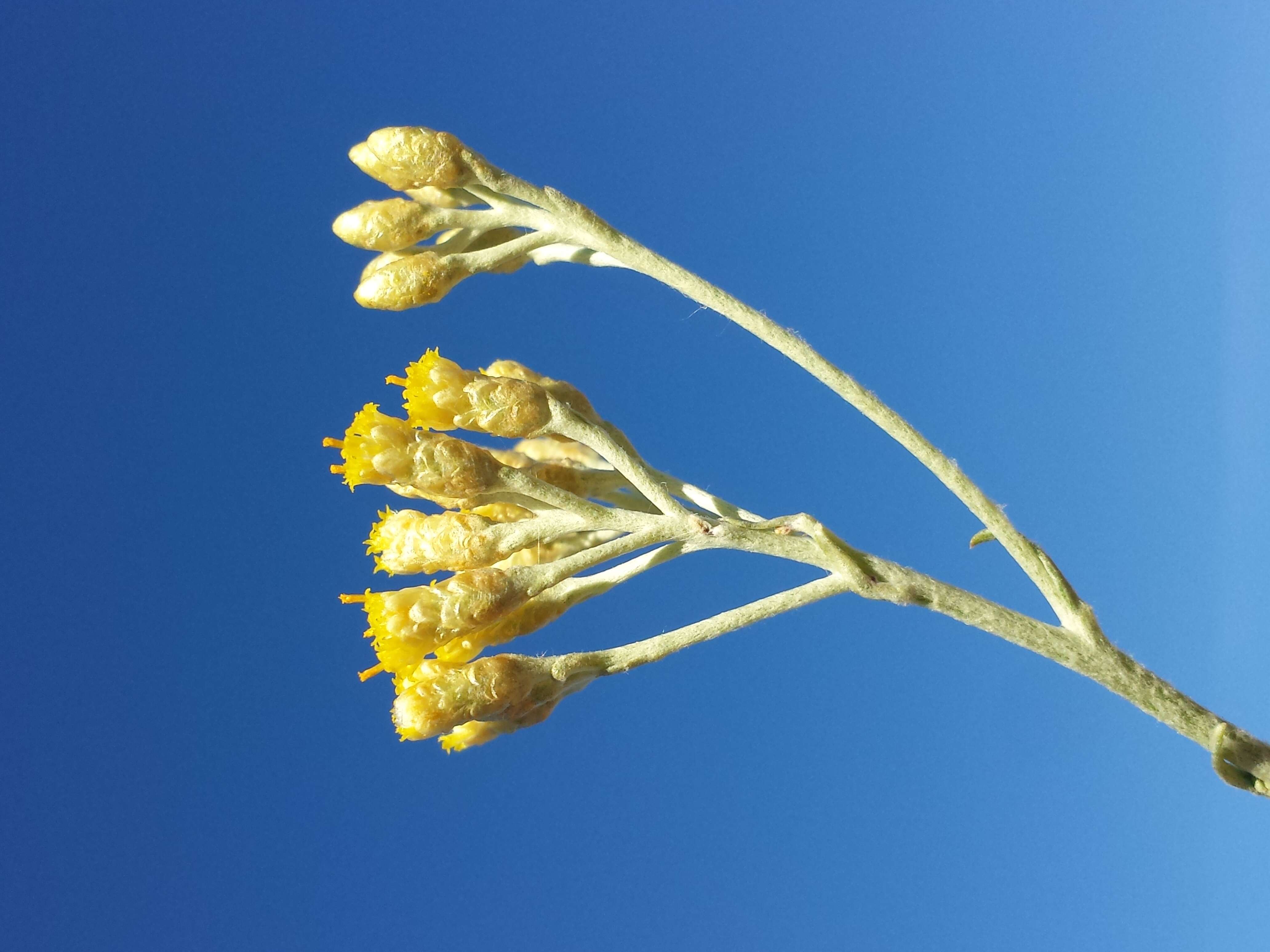 Слика од Helichrysum italicum (Roth) G. Don fil.