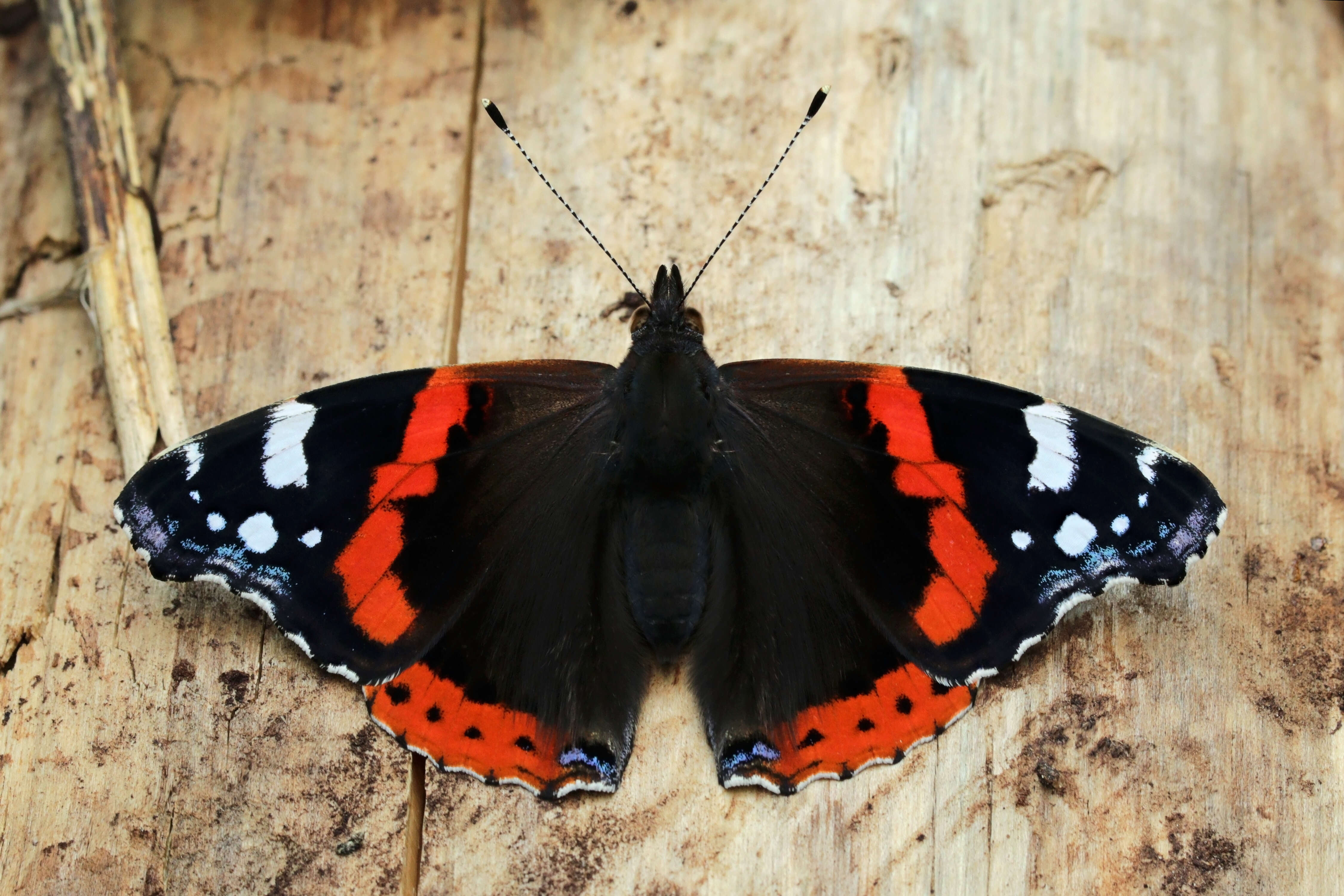 Image of Red Admiral